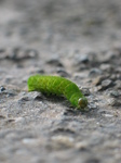 25537 Green catepiller.jpg